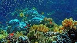 Подводный миру Египта, дайвинг, рифы