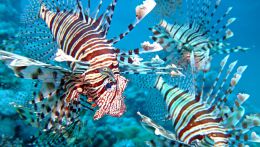Подводный миру Египта, флора и фауна, редкие 