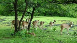 Национальный парк Канха в Индии