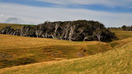 Кривые деревья в Новой Зеландии