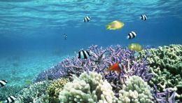 Мальдивы, кораловые рифы