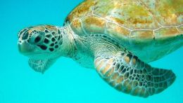 Барбадос, подводный мир, дайвинг, черепаха