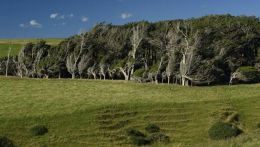 Кривые деревья в Новой Зеландии