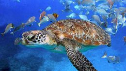 Подводный миру Египта, черепахи